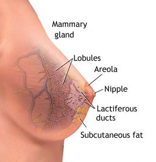 Lobular Carcinoma in Situ